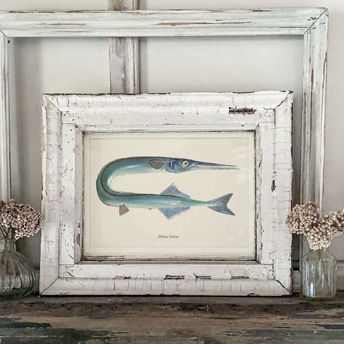 Hornfisk / Garfish