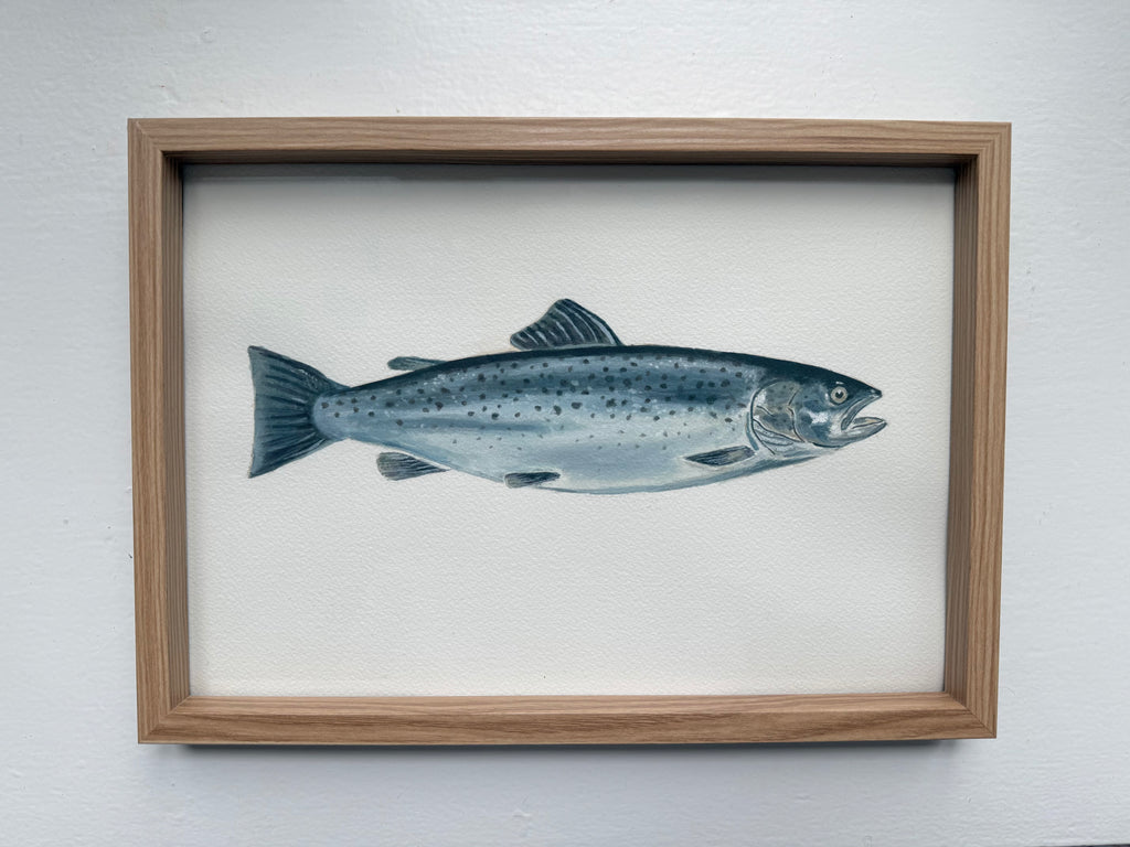 Havørred / Seatrout