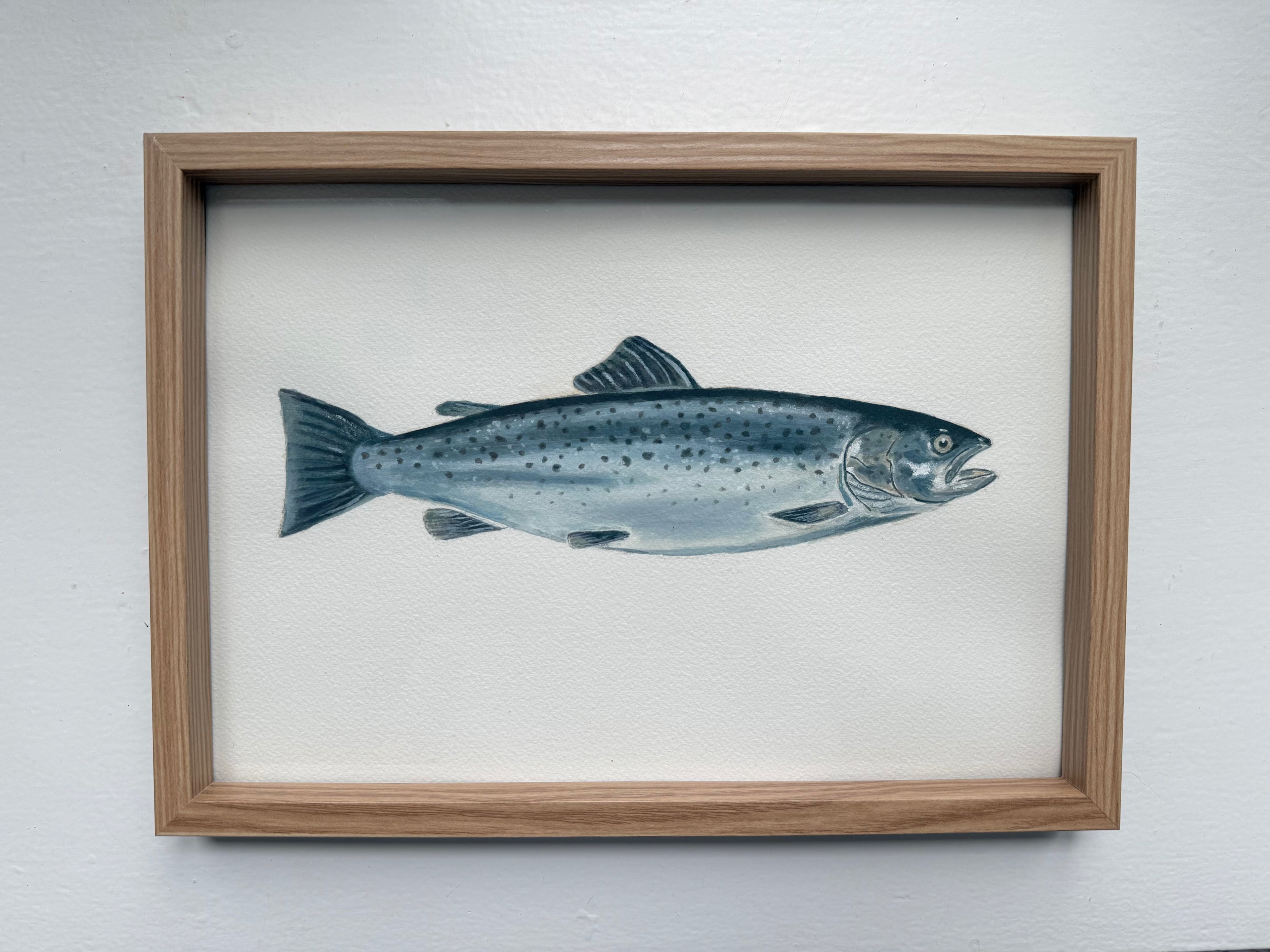 Havørred / Seatrout