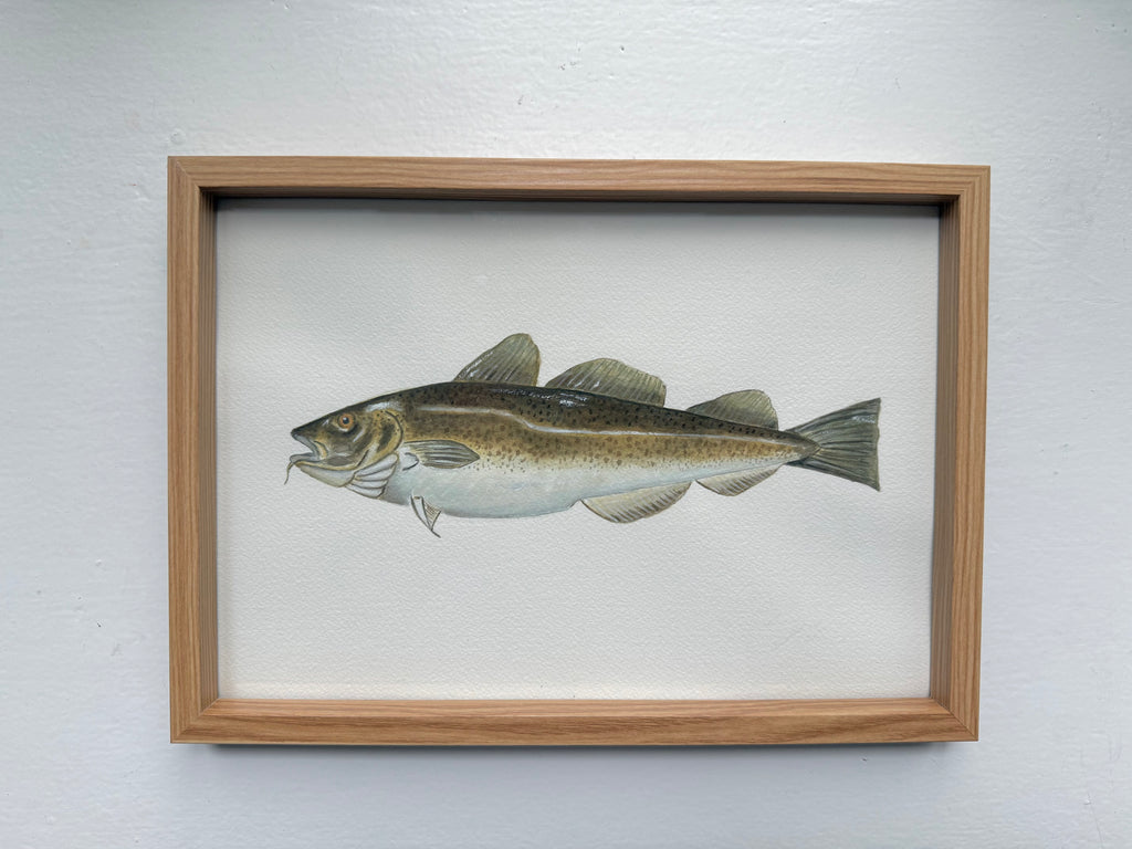 Torsk / Cod
