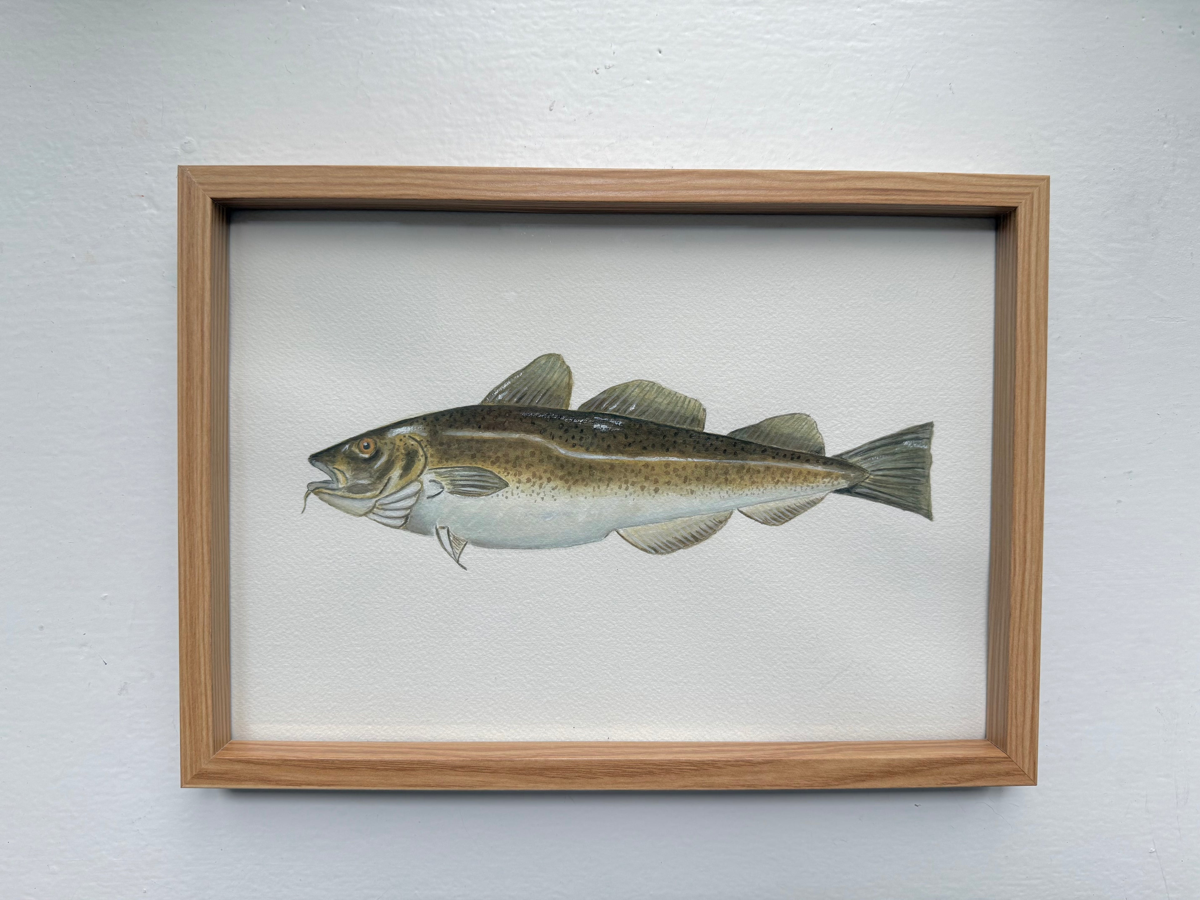 Torsk / Cod