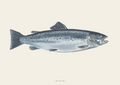 Havørred / Seatrout