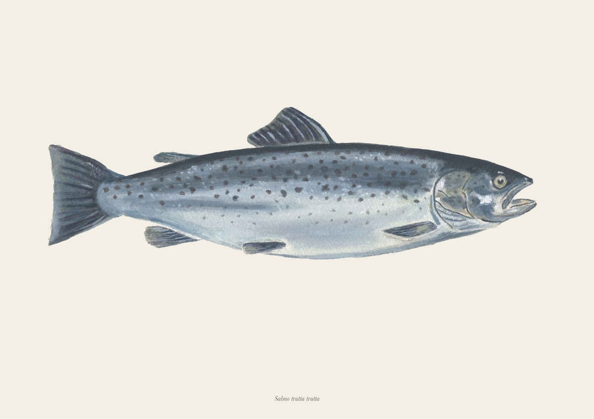 Havørred / Seatrout