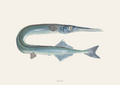 Hornfisk / Garfish