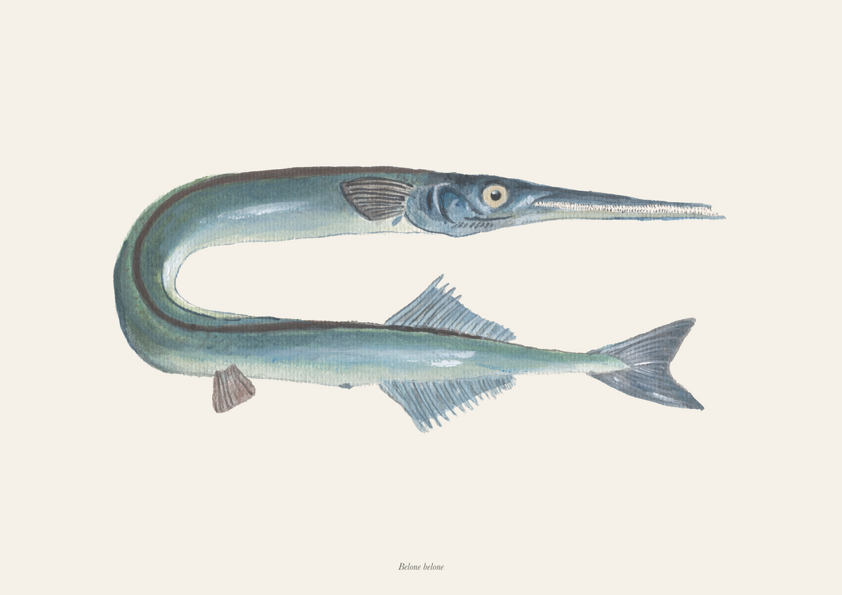 Hornfisk / Garfish