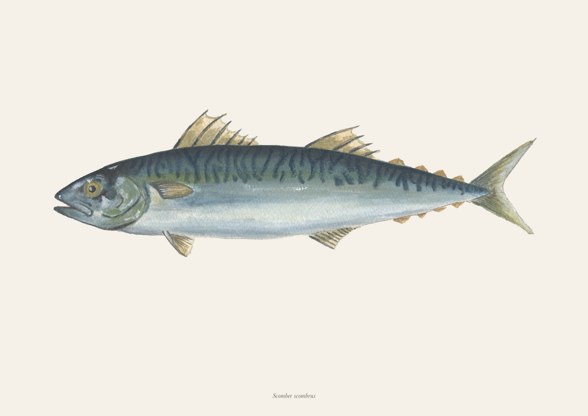 Makrel / Mackerel