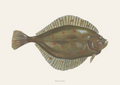Rødspætte / Plaice