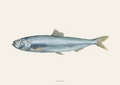 Sild / Herring