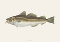 Torsk / Cod