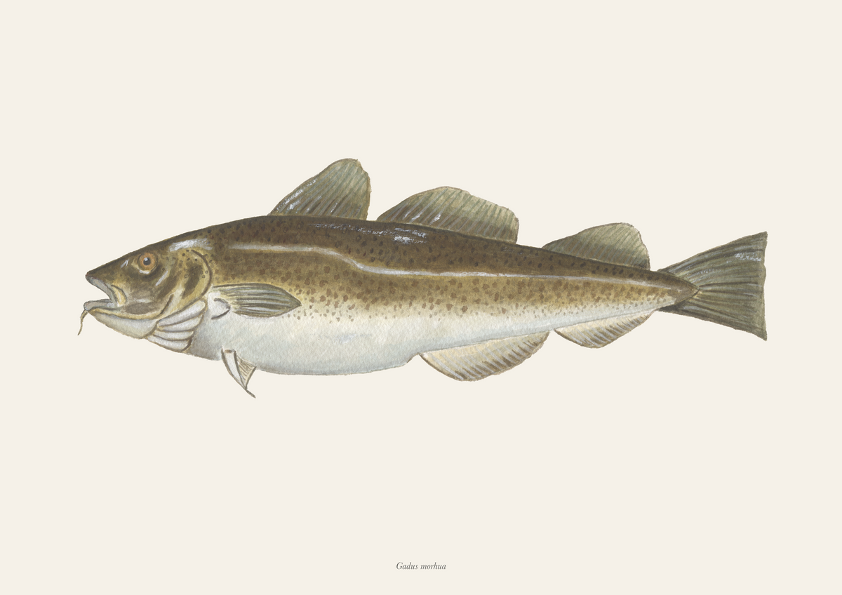 Torsk / Cod